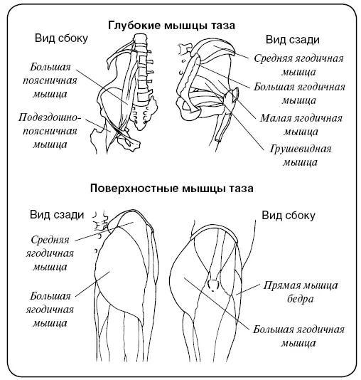 Функции позвоночника Позвоночник выполняет крайне важные для полноценной жизни - фото 7