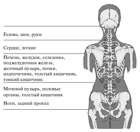 Природа постаралась максимально защитить эту систему от сотрясений и травм - фото 8