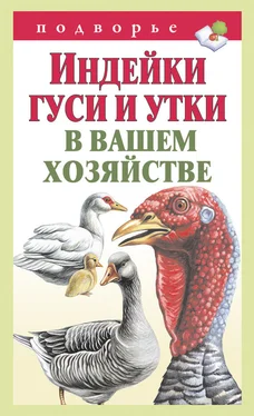 Тамара Мороз Индейки, гуси и утки в вашем хозяйстве обложка книги