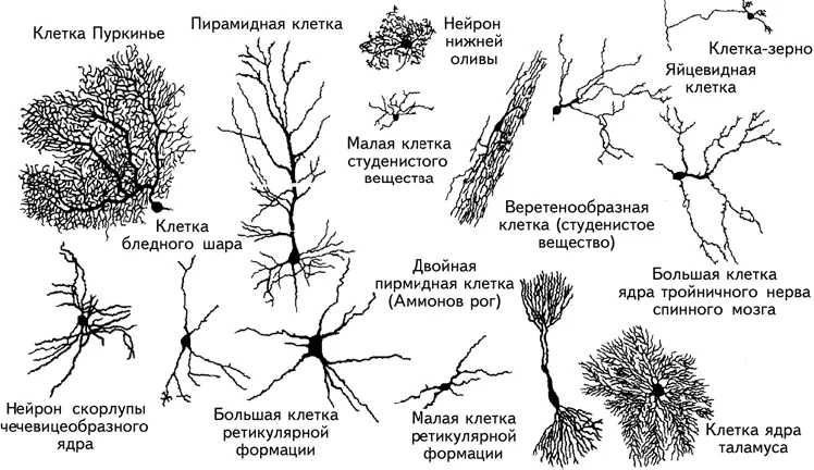 Рис 111 Разнообразные формы нейронов Фишбах 1992 В Маунткасл изучая - фото 15