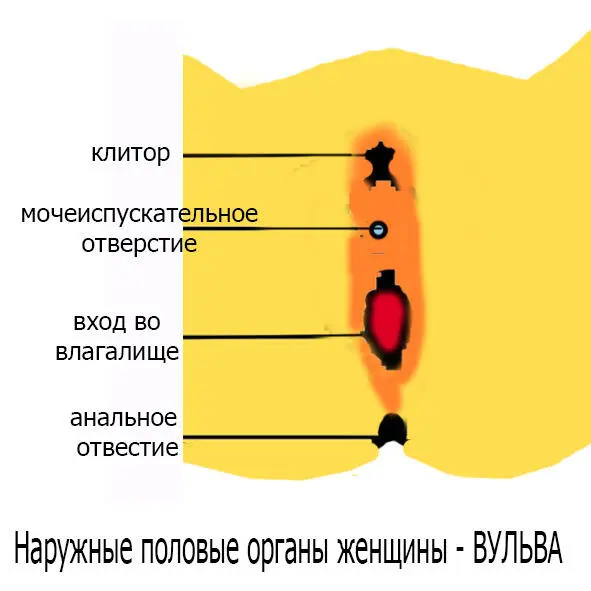 Рис 2 Вульва Вот смотрите перед вами основные фрагменты женского органа - фото 3