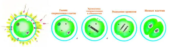 Рис 5 Деление клетки Но так может получиться просто большое яйцо удивился - фото 6
