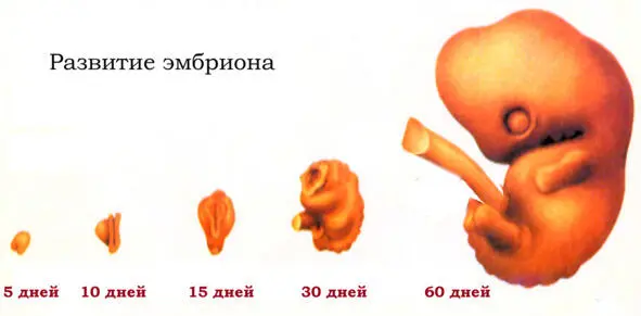 Рис 6 Развитие эмбриона Вначале это какоето подобие человечка Я и то лучше - фото 7