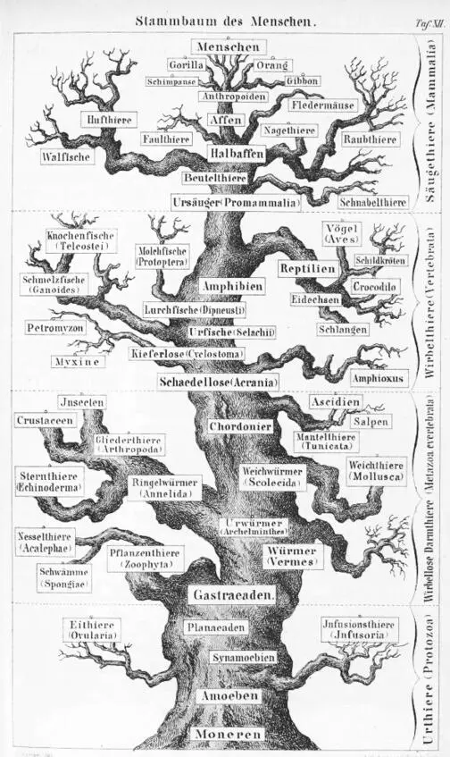Эволюционное древо по Э Геккелю Только пророки и одинокие гении озаренные - фото 2