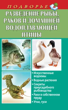 Людмила Задорожная Разведение рыбы, раков и домашней водоплавающей птицы обложка книги