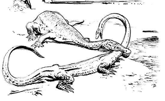 6 NOTHOSAURUS MIRABILIS И TANYSTROPHEUS CONSPICIUS 1947 год рисунок на - фото 7
