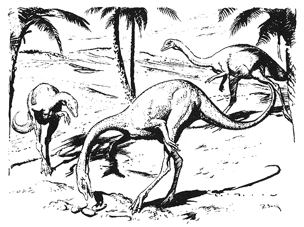 13 STRUTHIOMIMUS ALTUS 1948 год рисунок пером и тушью на бумаге 14x195 - фото 18
