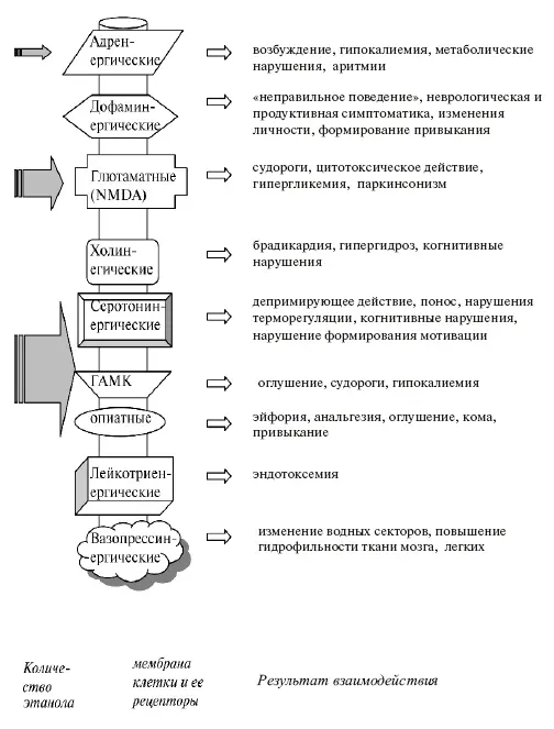 Рис 3 Взаимодействие этанола с некоторыми рецепторами Разнонаправленные - фото 4