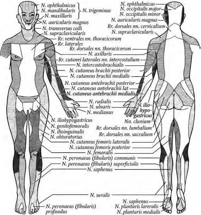 Рис 13 Распределение кожной чувствительности соответственно периферическим - фото 3