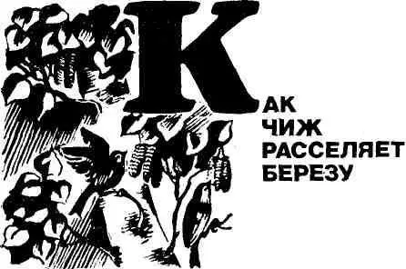 Многие скажут что чиж расселяет березу когда расклевывает на дереве березовые - фото 6