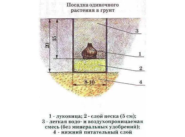 Рис 2 Размеры лунки для посадки гиацинта в грунт на участке За 2 месяца перед - фото 2