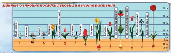 Рис 3 Сравнение глубины посадки разных луковичных цветов Рис 4 Сравнение - фото 3