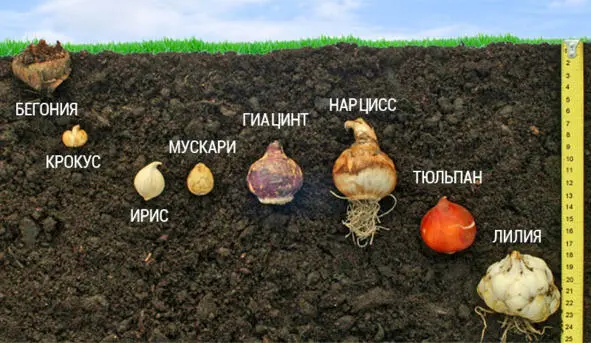 Рис 4 Сравнение глубины посадки разных луковичных цветов Наиболее - фото 4