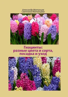 Светлана Матанцева Гиацинты: разные цвета и сорта, посадка и уход обложка книги