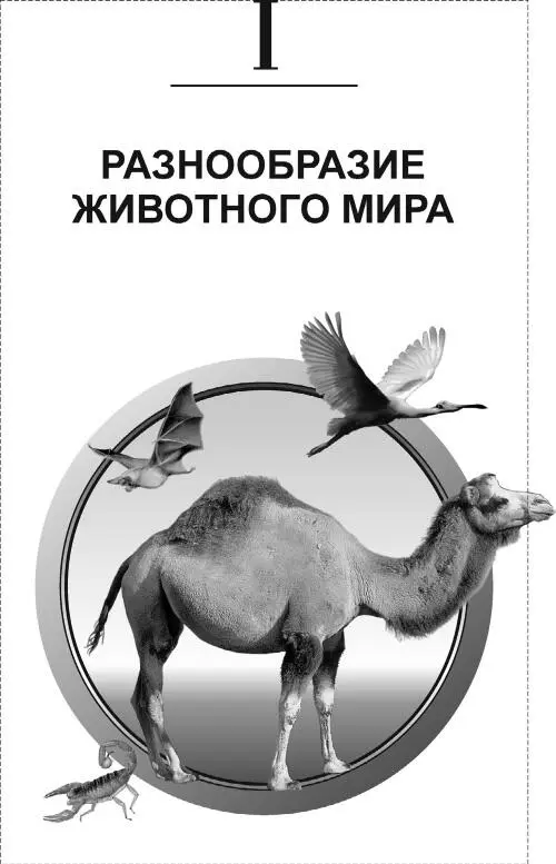 Глава 1 Древнейшие жители Земли подцарство простейшие При слове животное - фото 9