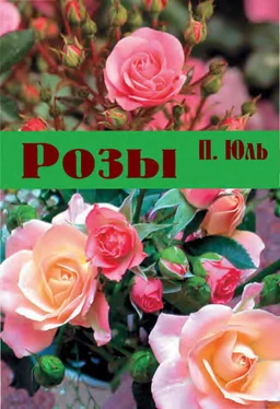 Петр Юль Розы обложка книги