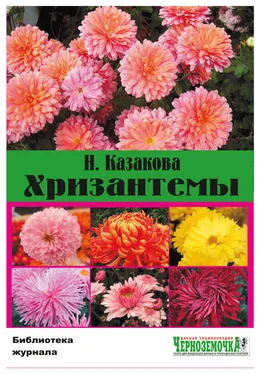 Н. Казакова Хризантемы обложка книги