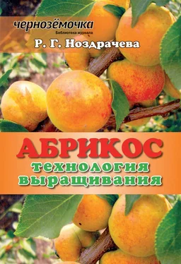 Р. Ноздрачева Абрикос. Технология выращивания обложка книги