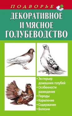 Артем Винюков Декоративное и мясное голубеводство обложка книги