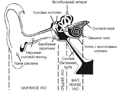 Рис 11 Строение уха наружное среднее внутреннее ухо Внутреннее ухо - фото 1