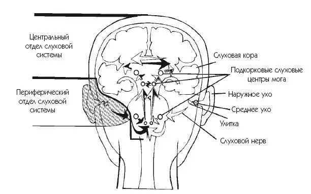 Рис 12 Слуховая система наружное среднее внутреннее ухо слуховые - фото 2