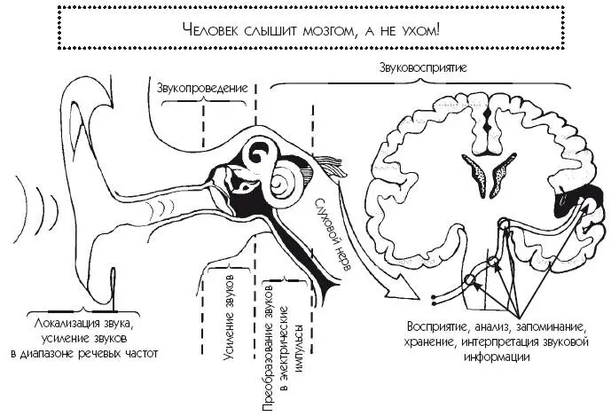 Рис 14 Так возникают слуховые ощущения Звук может передаваться не только по - фото 4