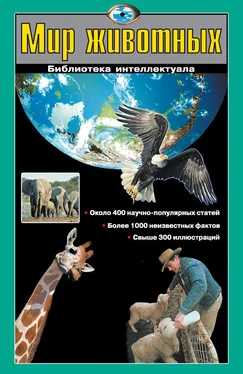 Екатерина Ситникова Мир животных обложка книги