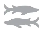 Рыбы Общая характеристика Период пребывания Солнца в знаке 19 февраля 20 - фото 2