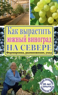 Юрий Загвоздин Как вырастить южный виноград на севере обложка книги