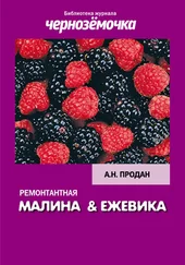 А. Продан - Ремонтантная малина и ежевика