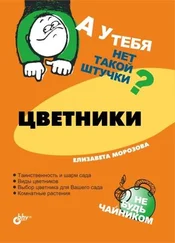 Елизавета Морозова - Цветники