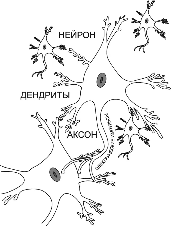 РИСУНОК 1 НЕЙРОНЫ И СИНАПСЫ Нервные клетки нейроны это настоящее чудо - фото 1