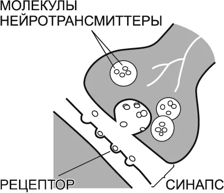 РИСУНОК 1 НЕЙРОНЫ И СИНАПСЫ Нервные клетки нейроны это настоящее чудо - фото 2