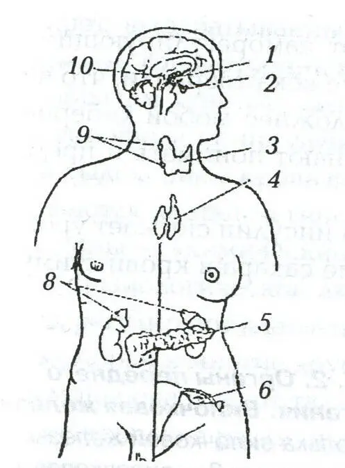 Рис 1 Схема расположения эндокринных органов человека 1 подбугровая - фото 1