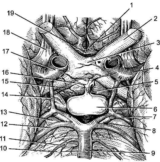 Рис 6 Гипофиз вид снизу 1 передняя мозговая артерия 2 зрительный - фото 6