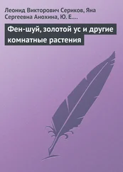 Яна Анохина - Фен-шуй, золотой ус и другие комнатные растения