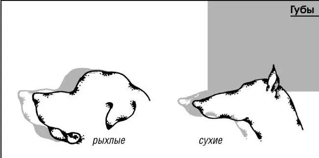 По внешнему виду собаки подразделяются на четыре типа люпоидный тип от лат - фото 2