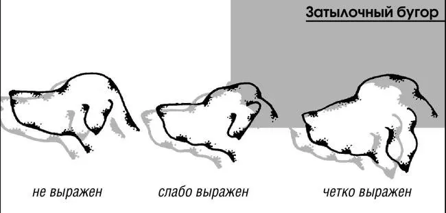 Внутренние органы Голова в которой находятся мозг органы слуха глаза - фото 12