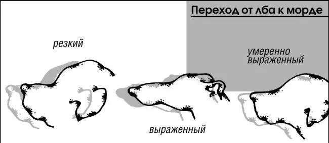 Внутренние органы Голова в которой находятся мозг органы слуха глаза - фото 13