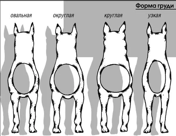 Вверху ротовой полости находятся переходящие при входе в глотку в нёбную - фото 22