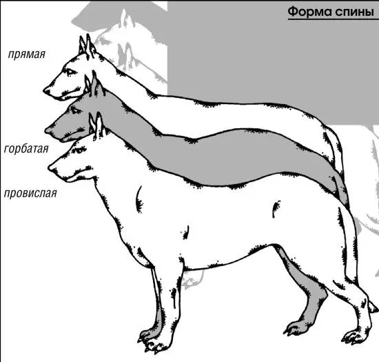 В грудной клетке основное место занимают легкие и сердце животного Особая - фото 23