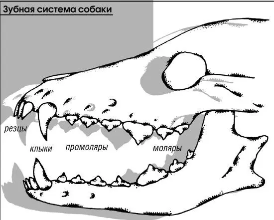 Зубы у щенка начинают прорезаться лишь на 4ю неделю после рождения и - фото 24