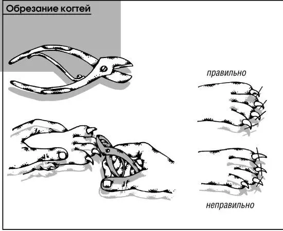 То чего лишен щенок в квартире свободное пространство свежий воздух - фото 28