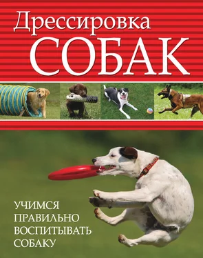 Любовь Орлова Дрессировка собак. Учимся правильно воспитывать собаку