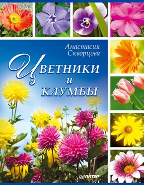 Анастасия Скворцова Цветники и клумбы обложка книги