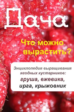 Илья Мельников Что можно вырастить? Энциклопедия выращивания ягодных кустарников: груша, ежевика, ирга, крыжовник обложка книги