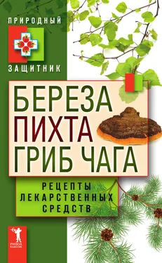 Юлия Николаева Береза, пихта, гриб чага. Рецепты лекарственных средств обложка книги