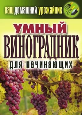 Екатерина Животовская Умный виноградник для начинающих обложка книги