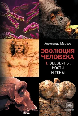 Александр Марков Обезьяны, кости и гены обложка книги