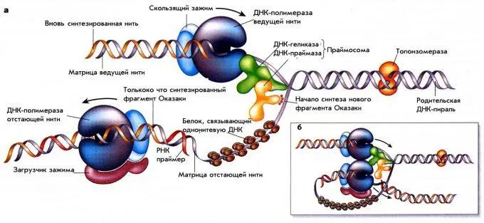 Рисунок 1 Схема репликации ДНК у Ecoli На панели асхематически показаны - фото 1